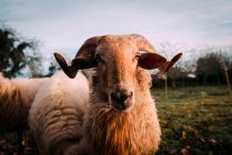 Ovelha branca em pé no prado verdejante no campo e olhando para a câmera — Fotografia de Stock