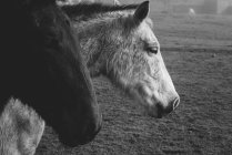 Schwarz-weißes Licht und dunkle Pferde auf dem Feld im Nebel — Stockfoto