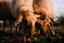 Білі вівці обклеюються на суходолі між падінням сухого листя в сільській місцевості — стокове фото