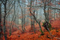Beautiful trees with thin trunks growing in magnificent forest on foggy autumn weather — Stock Photo