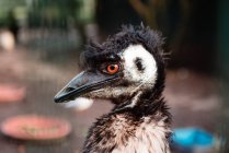 Beautiful emu standing near camera of blurred background of zoo enclosure — Stock Photo