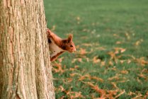 Esquilo peludo adorável pendurado no tronco da árvore sobre a grama verde no parque de outono — Fotografia de Stock