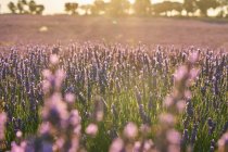 Paysage de fleurs de champ de lavande dans la lumière douce au coucher du soleil — Photo de stock