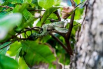 Wild green snake slithering on branch of wood in tropical forest in Malaysia — Stock Photo