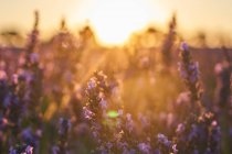 Landschaft der Blumen des Lavendelfeldes in sanftem Licht bei Sonnenuntergang — Stockfoto