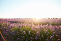 Grandes fleurs violettes de champ de lavande en rétro-éclairage — Photo de stock