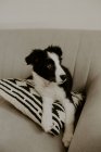 Симпатичный щенок сидит на диване — стоковое фото