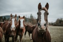 Красивые лошади пасутся на поле между деревьями возле холмов и облачным небом в Пиренеях — стоковое фото