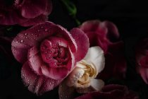Ramo fresco de flores de claveles rosados y blancos sobre fondo oscuro - foto de stock