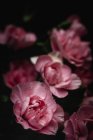 Свіжий букет з рожевих гвоздик квітів на темному фоні — стокове фото