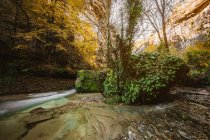 River in the middle of the forest — Stock Photo