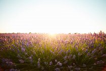 Большие фиолетовые полевые цветы лаванды с подсветкой — стоковое фото