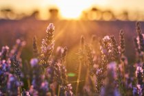 Gros plan de fleurs violettes dans un champ de lavande à la campagne au coucher du soleil — Photo de stock