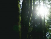 Hauts arbres verts en forêt en été — Photo de stock