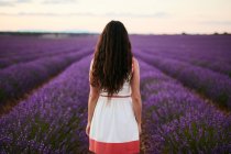 Молода жінка стоїть між фіолетовим лавандовим полем, вид ззаду — стокове фото
