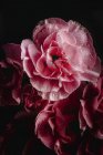 Frischer Strauß rosa Nelkenblüten auf dunklem Hintergrund — Stockfoto