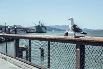 Дикая птица, сидящая на набережной у океана и корабля в солнечный день в Сан-Франциско, США — стоковое фото