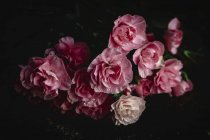 Buquê fresco de flores de cravos rosa no fundo escuro — Fotografia de Stock
