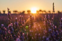 Close-up of beautiful lavender flowers in field at sunset — Stock Photo