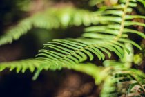 Primo piano fogliame verdeggiante su ramoscelli di piante tropicali che crescono nella foresta a San Francisco, USA — Foto stock