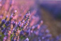 Close-up of purple flowers in lavender field in countryside — Stock Photo