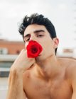Brunette young shirtless guy showing vinous fresh rose on mouth and looking at camera on blurred background — Stock Photo