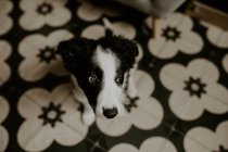Смешной щенок сидит на полу — стоковое фото