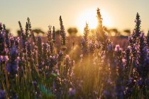 Große violette Lavendel-Feldblumen im Gegenlicht — Stockfoto