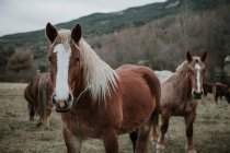 Schöne Pferde weiden auf einem Feld zwischen Bäumen in der Nähe von Hügeln und bewölktem Himmel in den Pyrenäen — Stockfoto