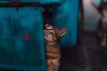 Брудний кіт на синій коробці — стокове фото
