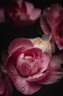 Ramo fresco de flores de claveles rosados sobre fondo oscuro - foto de stock