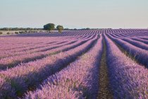 Живописный вид рядов красивых фиолетовых цветов на лавандовом поле и голубом небе — стоковое фото