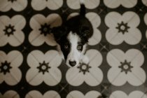 Смешной щенок сидит на полу — стоковое фото