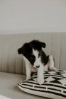 Симпатичный щенок сидит на диване — стоковое фото