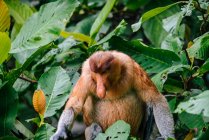 Proboscis monkey sitting between verdant leaves of wood in tropical forest in Malaysia — Stock Photo