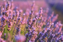 Крупним планом фіолетові квіти в лавандовому полі в сільській місцевості — стокове фото