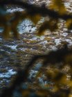 Сверху дикие северные олени стоят между зеленым лугом в Исобе, Кастилии и Леоне, Испания — стоковое фото