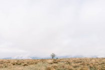 Prato con erba secca vicino a boschi in collina e cielo nuvoloso a Orduna, Spagna — Foto stock