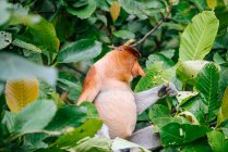Rüsselaffe sitzt im Tropenwald Malaysias zwischen grünen Blättern — Stockfoto