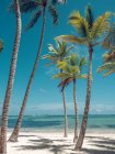 Increíbles palmeras altas creciendo en la playa de arena cerca del mar tranquilo en un día soleado en un complejo maravilloso - foto de stock