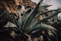 Grande cactus verdeggiante che cresce sulla collina — Foto stock