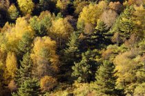 Forêt automnale avec arbres mixtes au soleil — Photo de stock