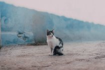 Abandoned dirty cat on road — Stock Photo