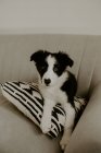 Милый щенок лежит на диване — стоковое фото