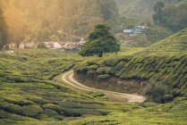 Живописный вид узкой трассы между зелеными плантациями на холмах и маленькой деревней в Малайзии — стоковое фото
