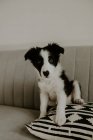 Cute puppy sitting on sofa — Stock Photo