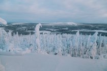 Árvores nevadas em magnífica floresta ártica no incrível campo ártico — Fotografia de Stock