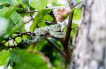 У вологому тропічному лісі Малайзії на гілці дерев вислизає зелена змія. — стокове фото