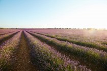 Gros champs de lavande violette rangées de fleurs — Photo de stock