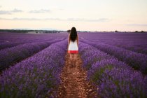 Giovane donna tra viola lavanda campo, vista posteriore — Foto stock